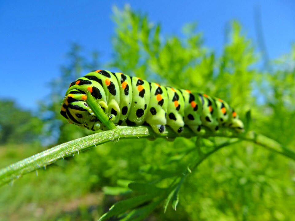 Insect green macro photo