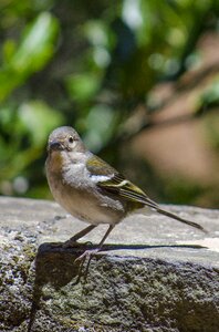 The sparrow little bird ornithology photo