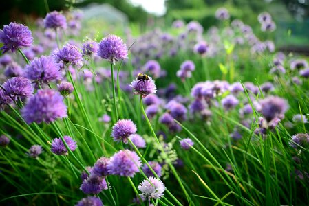 Bumble bee food green