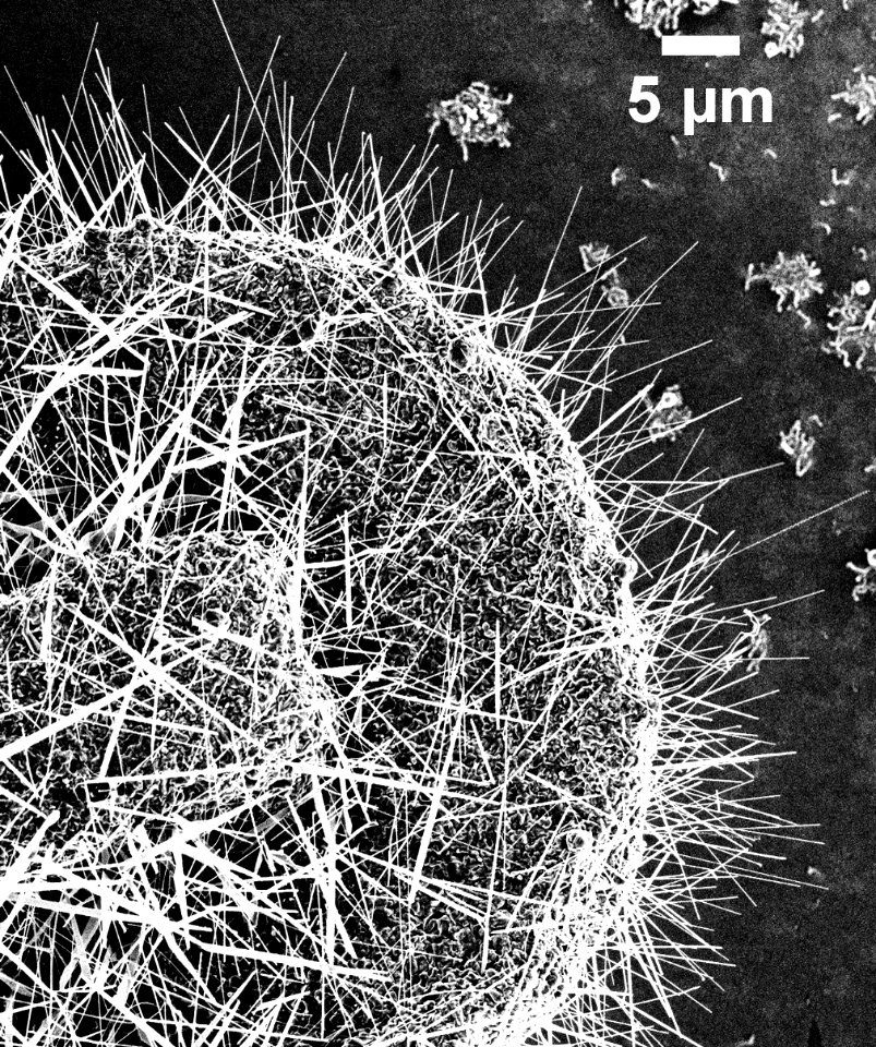 Nanowires (5884868290)