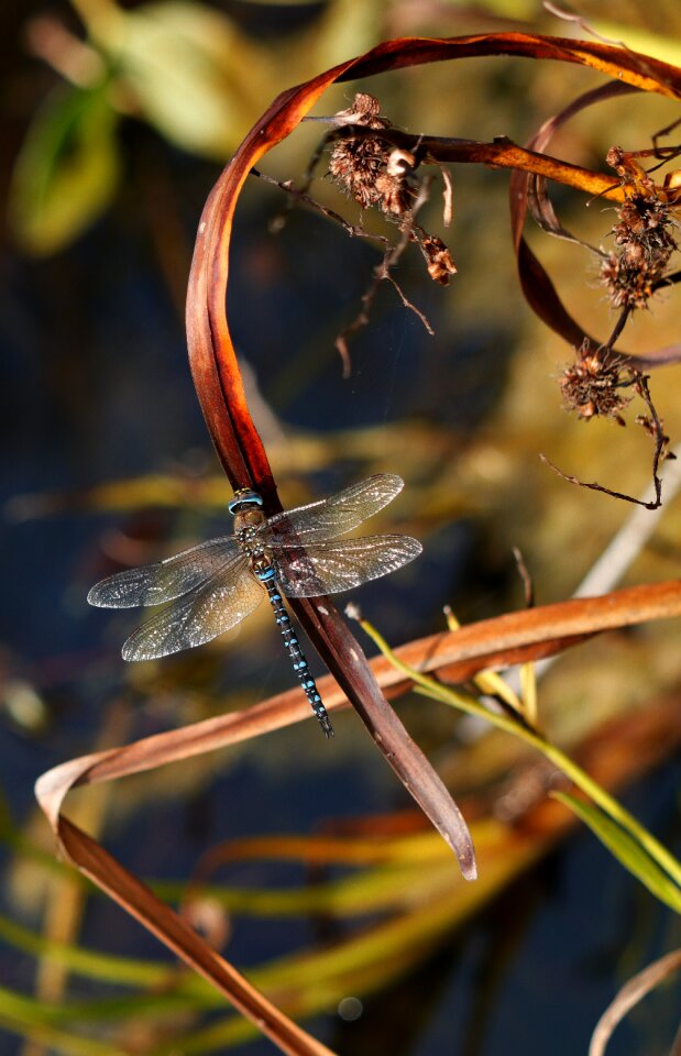 Dragonfly migrant hawker blue
