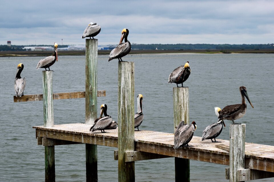 Outdoors landscape wildlife