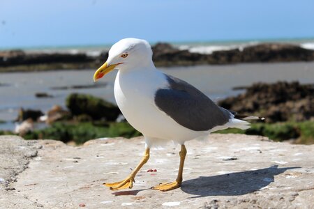 Seagull bird ave photo