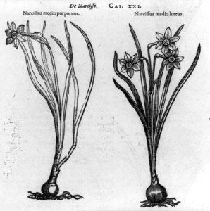 Narcissus medio purpureus and Narcissus medio luteus LCCN2005680914