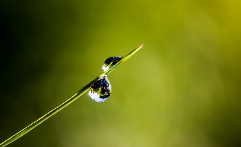 Morgentau nature drop of water