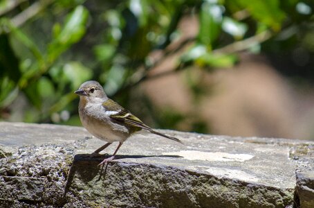 The sparrow little bird ornithology photo