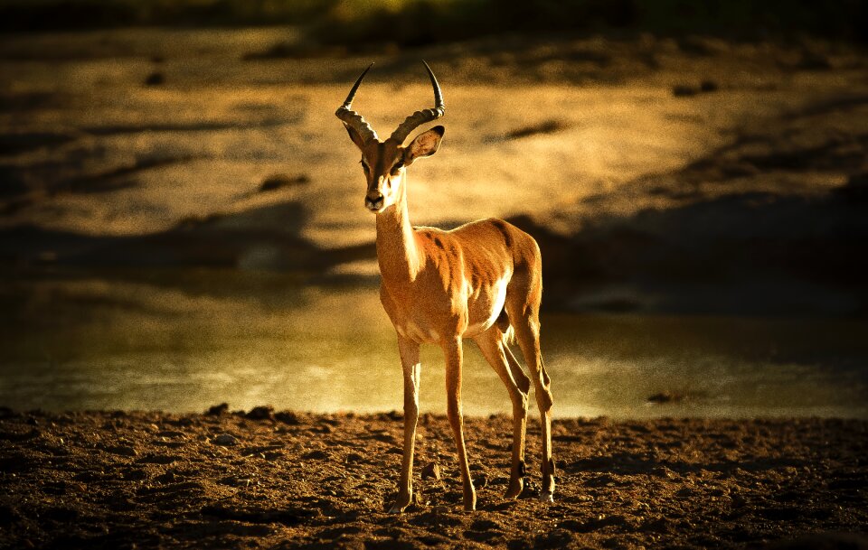 Peaceful antelope brown peace