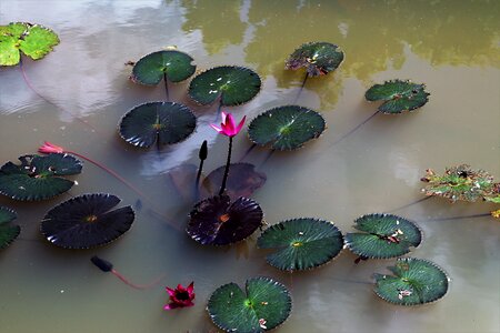 Water magenta plant