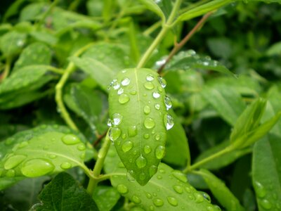 Leaves wet drops photo