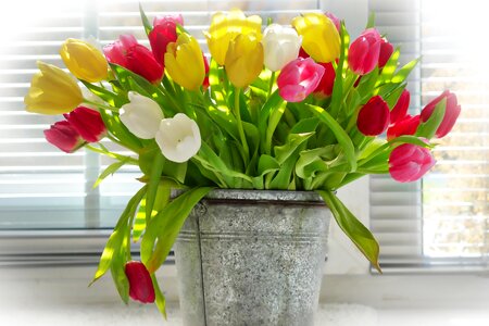 Pot ornament tulips photo