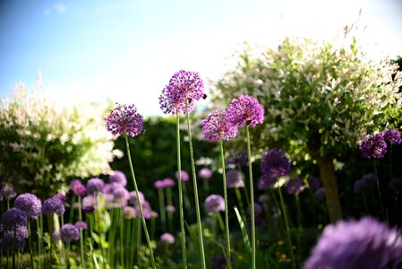 Spring nature honey photo