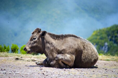 Cows landscape nature
