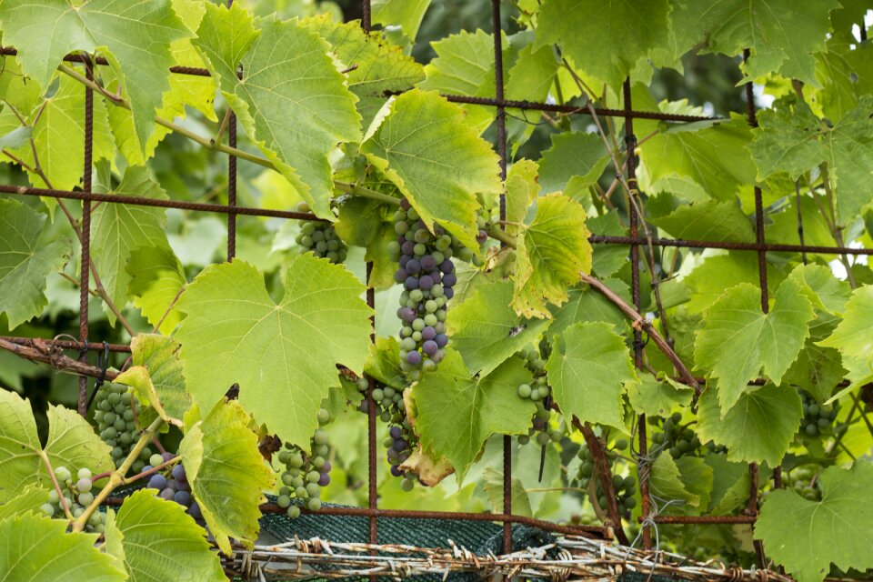 Fruits nature green
