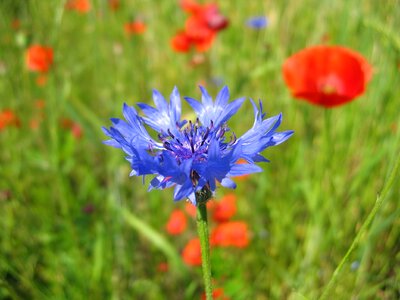 Field flower lawn