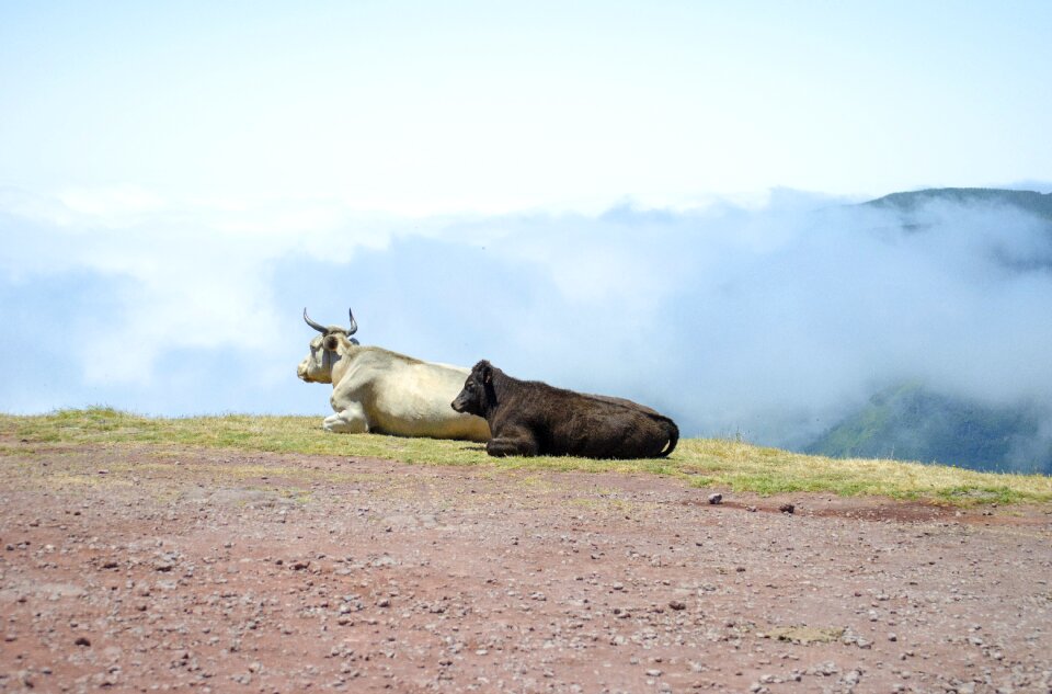 Cows landscape nature