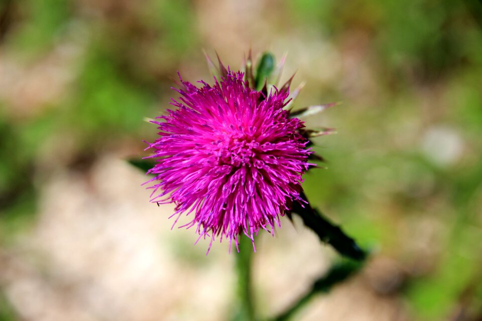 Flower purple nature
