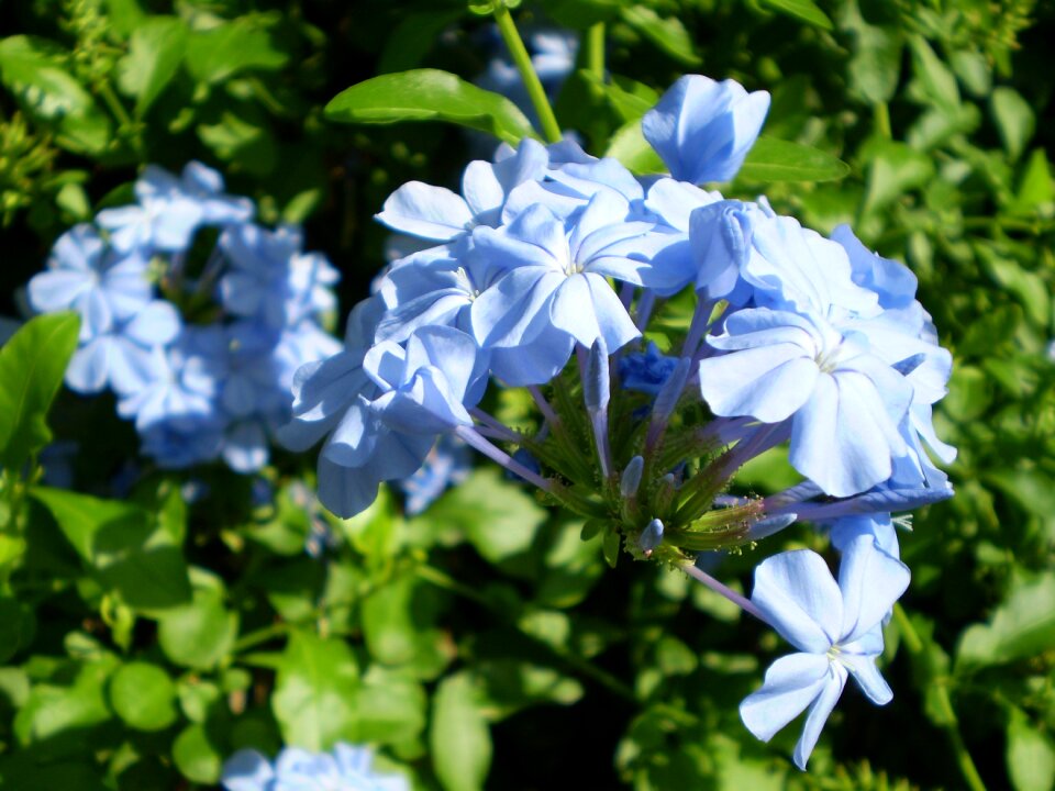 Jasmine sky jasmine scented