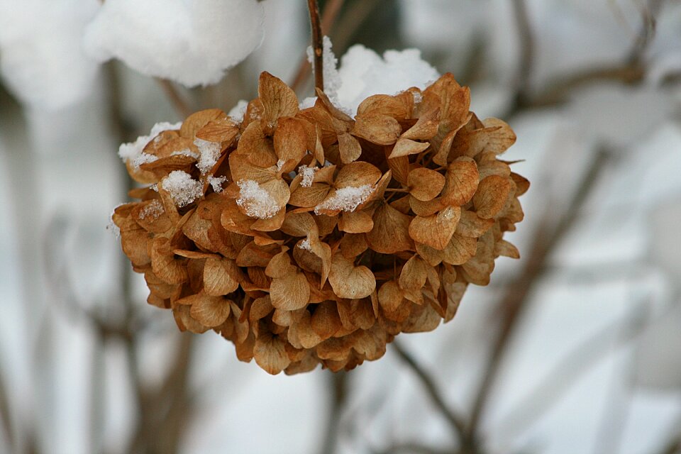 Winter dry hydrangea