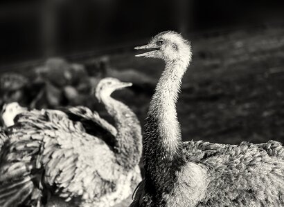 Flightless bird bird animal