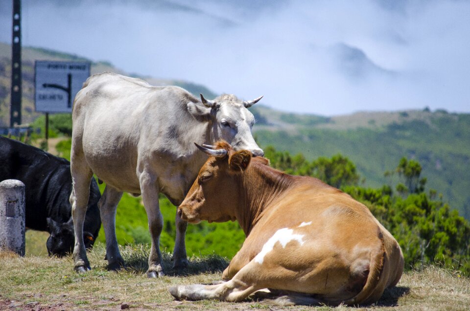 Cows landscape nature