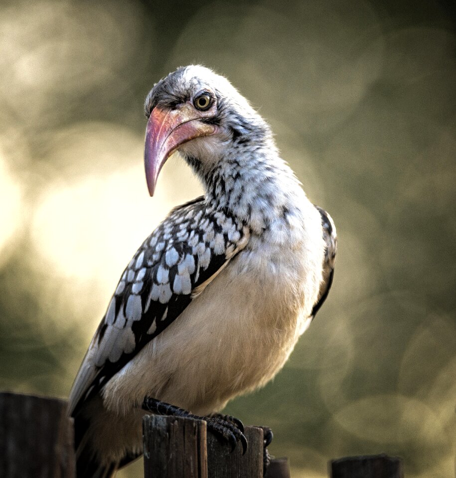 Backlight bird wildlife