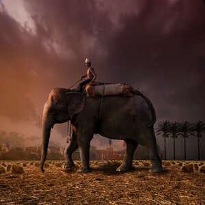 Elephant and rider desert brown fantasy photo