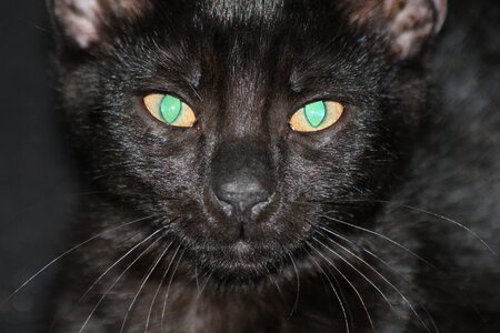 Kitten tomcat black cat