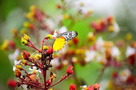 Insect outdoors flower photo