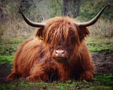 Cattle calf grass