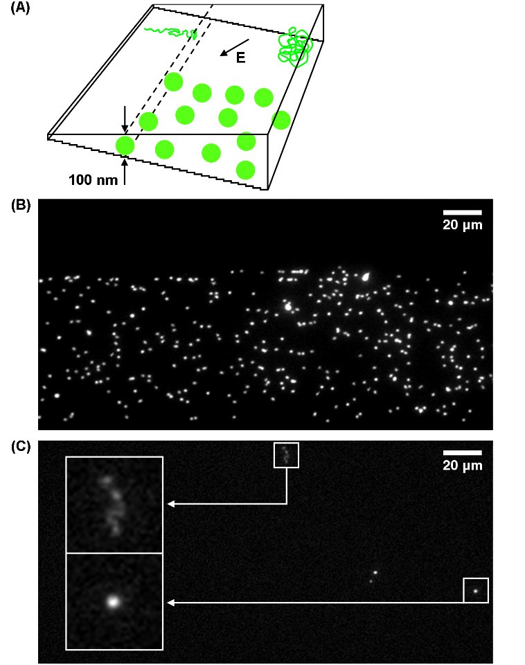 Nanofluidics; 3-D (5887831448)