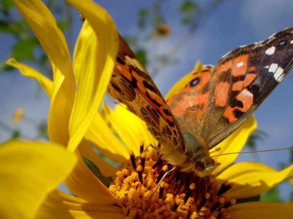 Butterfly hostal sucking
