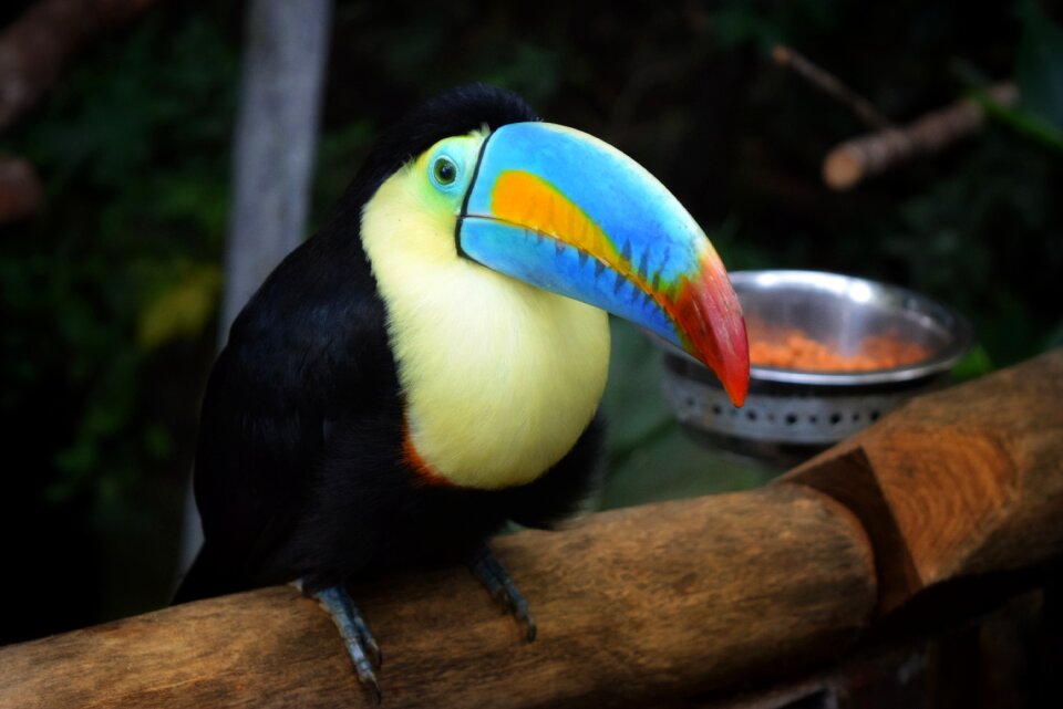 Bird nature animal