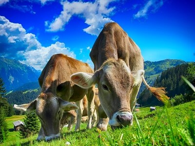 Rural agriculture livestock