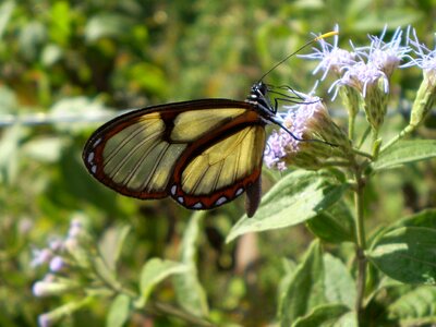 Transparent transparent wings glass butterfly