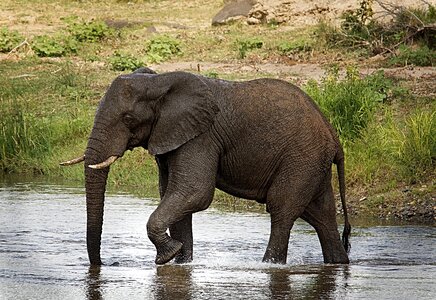 Large africa wildlife