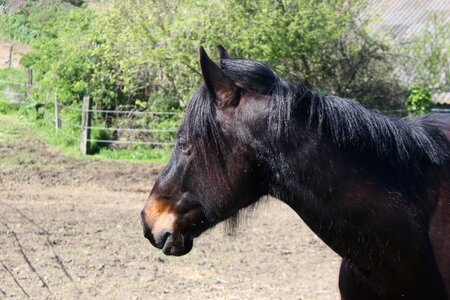 Pech david toulouse small horse photo