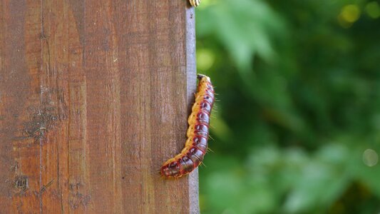 Nature garden insects