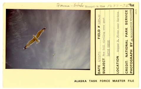 Mew gull, Larus canus, circling over nest (33421592551)