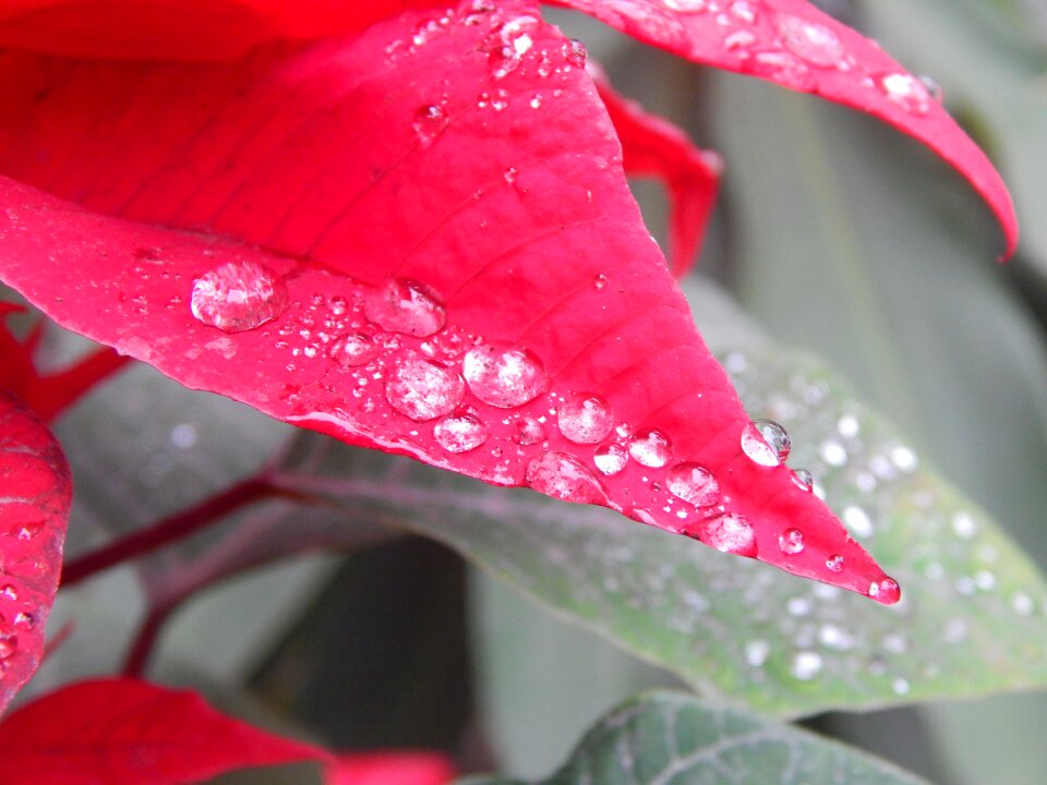Red rain drops