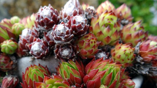 Nature succulents decoration