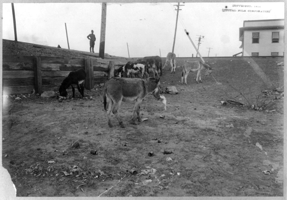 Mexican War, 1914- group of burros grazing LCCN2003655579