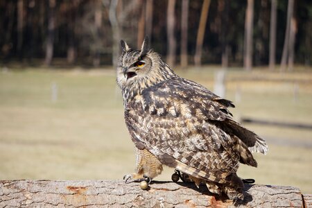 Bird animal animal world