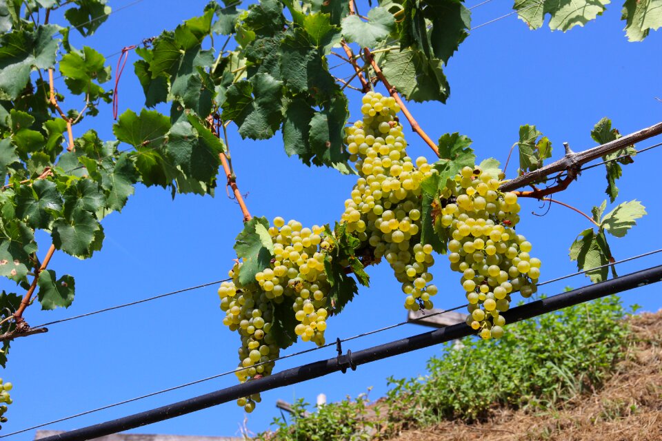 Vine winegrowing grapevine
