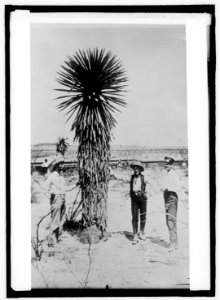 Mexico, Spanish daggers in desert country LCCN2016821168