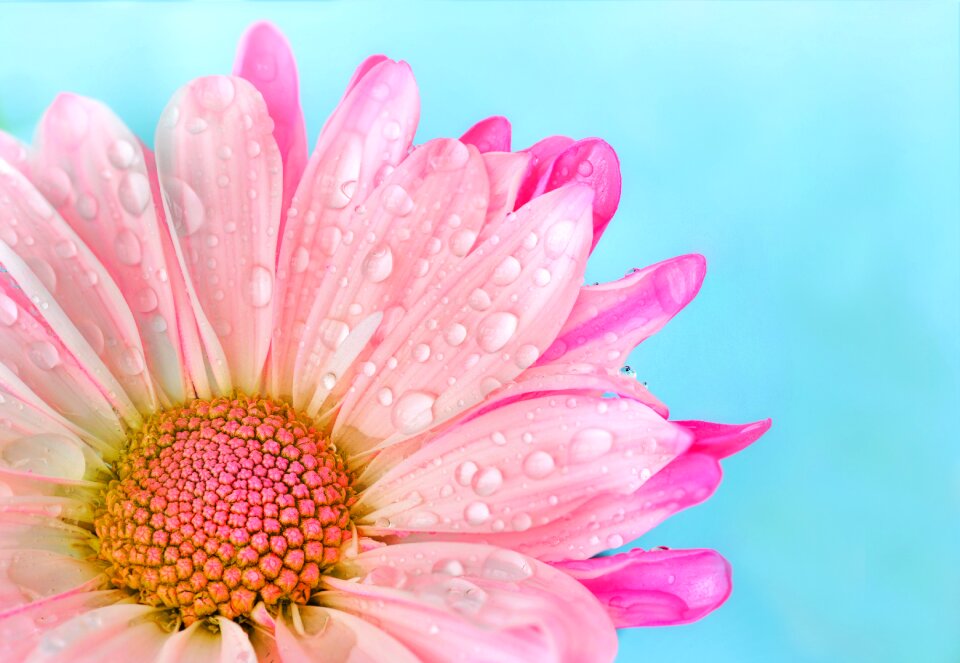 Summer petal daisy