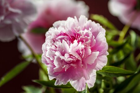 Bloom pink peony photo