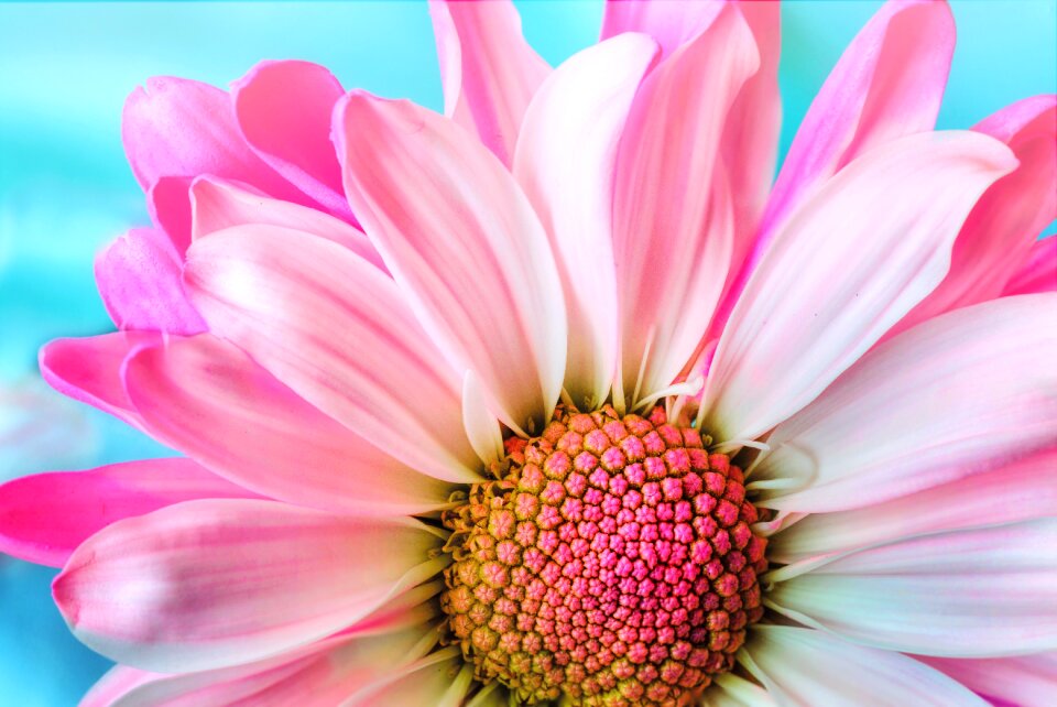 Petal summer daisy
