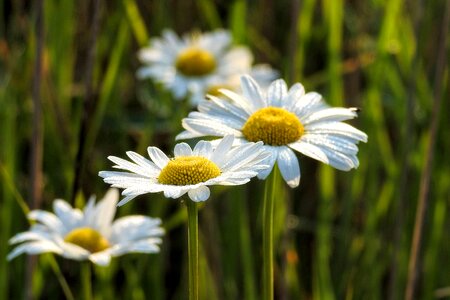 Plant summer flower