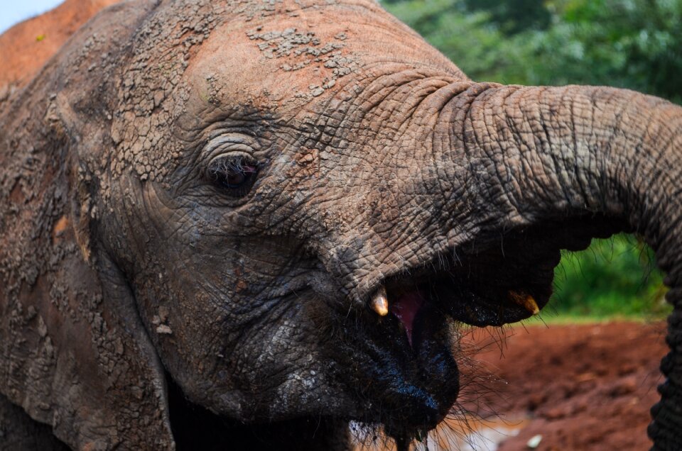 Elephant orphanage travel kenya