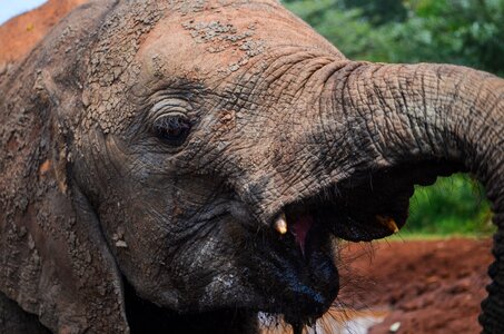 Elephant orphanage travel kenya